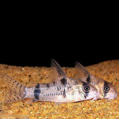 Corydoras reynoldsi   Pantsermeerval M