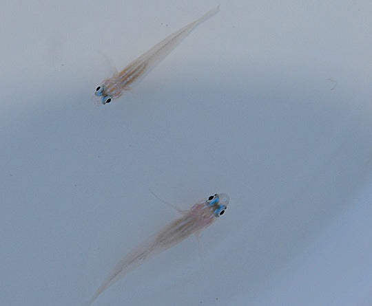 Coryphopterus lipernis
