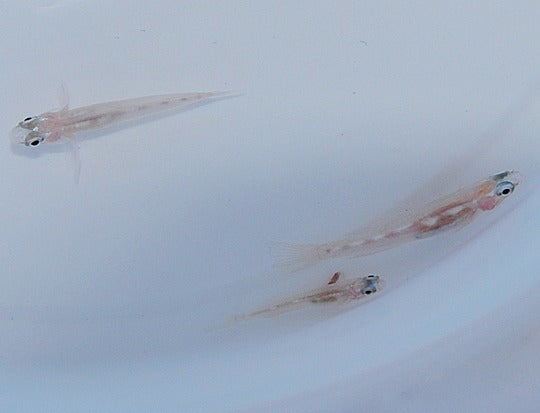 Coryphopterus personatus