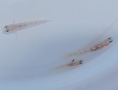 Coryphopterus personatus
