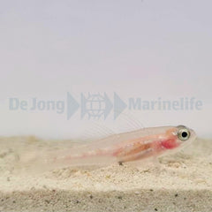 Coryphopterus personatus