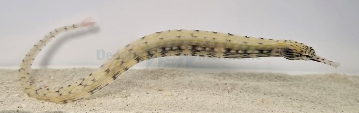 Corythoichthys haematopterus