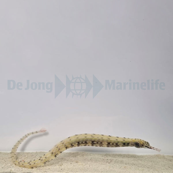 Corythoichthys haematopterus