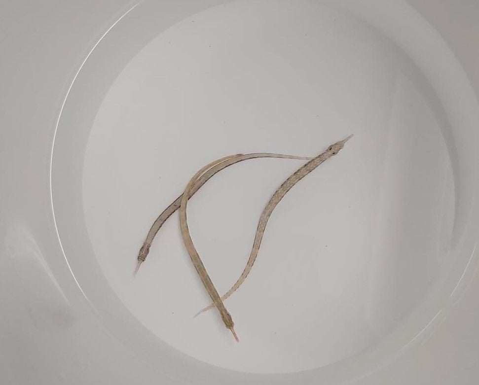 Corythoichthys intestinalis