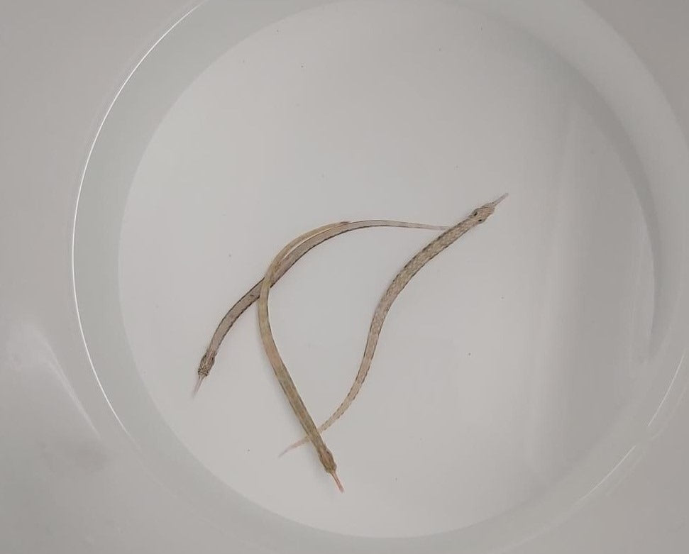 Corythoichthys intestinalis