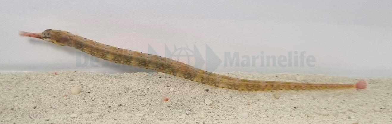 Corythoichthys intestinalis