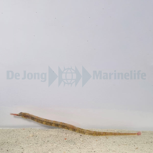 Corythoichthys intestinalis