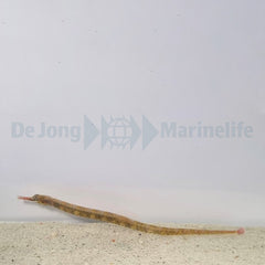 Corythoichthys intestinalis