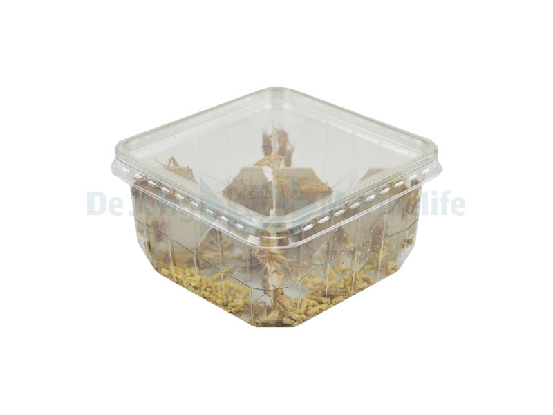 Silent cricket – Size 4 - Small - ± 12 tubs Bulk