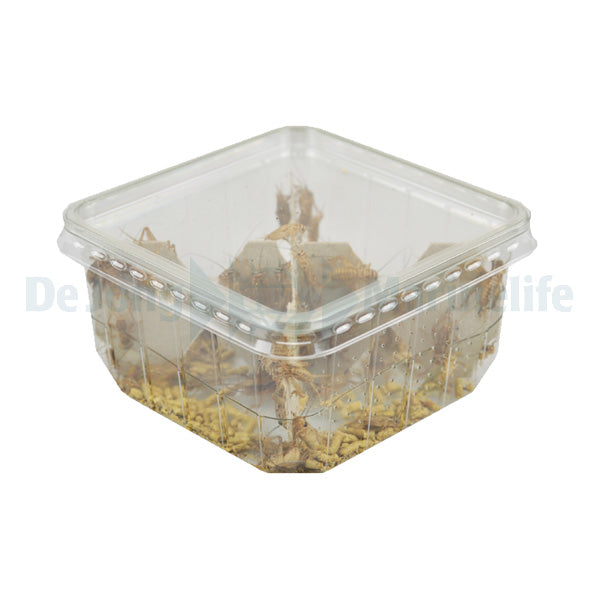 Cricket – Size 2 – Dust / Hatchlings - ± 90 Tub