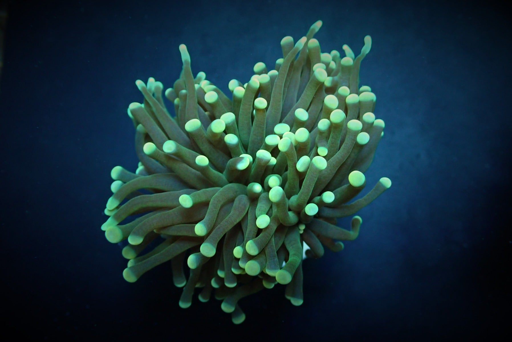 Euphyllia cristata (Green) (Premium) (1 hd.)