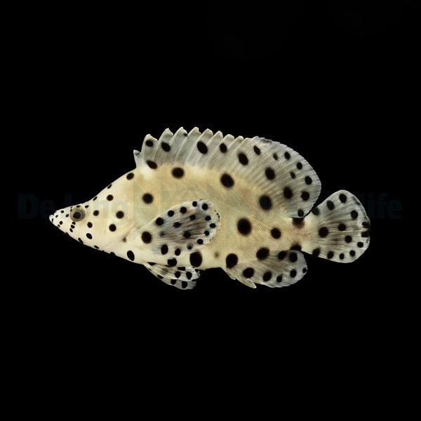 Cromileptes altivelis - T.B.