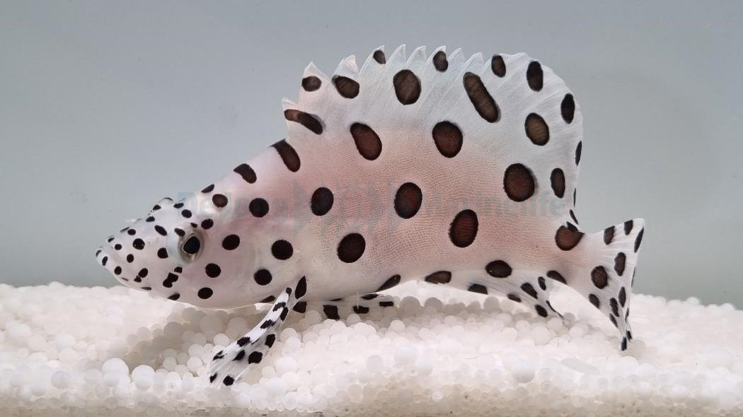 Cromileptes altivelis - T.B.