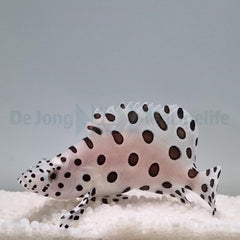 Cromileptes altivelis