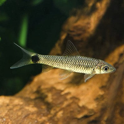 Crossocheilus reticulatus M