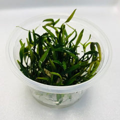 Cryptocoryne willisii in cup 100 cc.