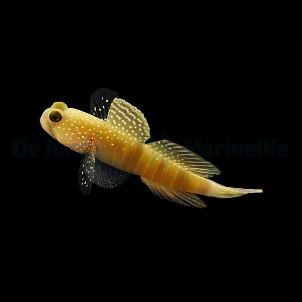 Cryptocentrus cinctus