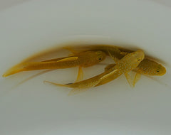 Cryptocentrus cinctus