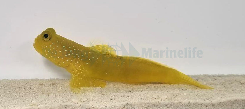 Cryptocentrus cinctus