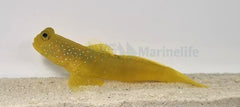 Cryptocentrus cinctus