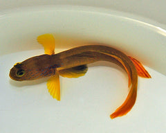 Cryptocentrus cyanotaenia
