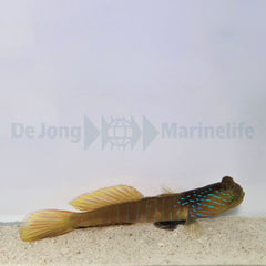 Cryptocentrus cyanotaenia