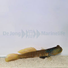 Cryptocentrus cyanotaenia
