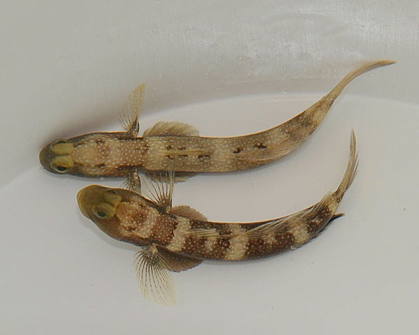Cryptocentrus fasciatus
