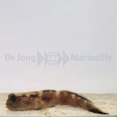 Cryptocentrus fasciatus