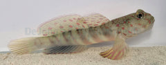 Cryptocentrus leptocephalus