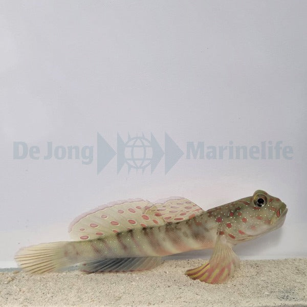 Cryptocentrus leptocephalus