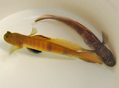 Cryptocentrus pavoninoides