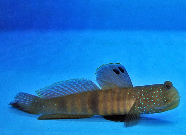 Cryptocentrus pavoninoides