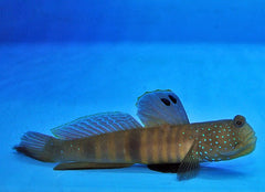 Cryptocentrus pavoninoides