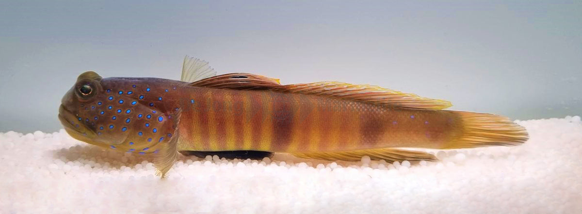 Cryptocentrus pavoninoides