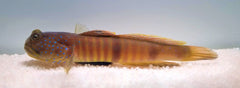 Cryptocentrus pavoninoides