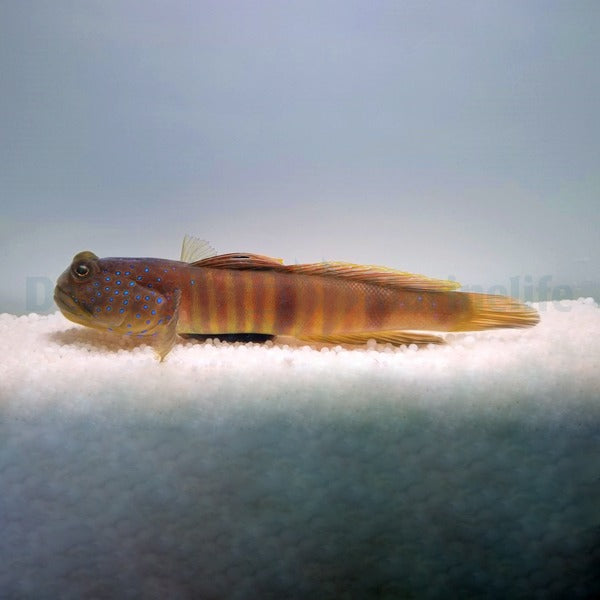 Cryptocentrus pavoninoides