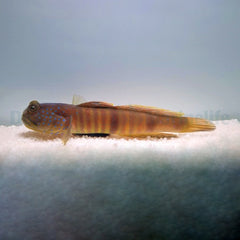 Cryptocentrus pavoninoides