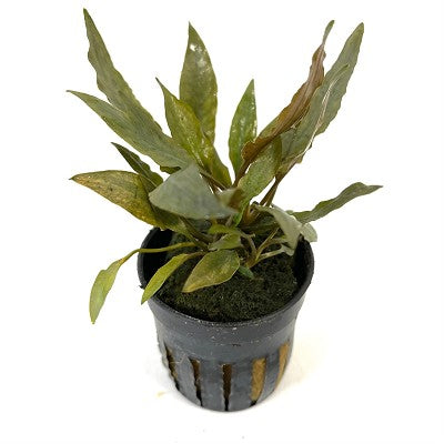 Cryptocoryne petchi pink in pot @