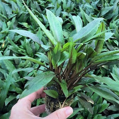 Cryptocoryne undulatus in pot @