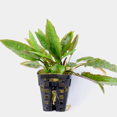 Cryptocoryne usteriana in pot