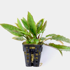 Cryptocoryne usteriana in pot