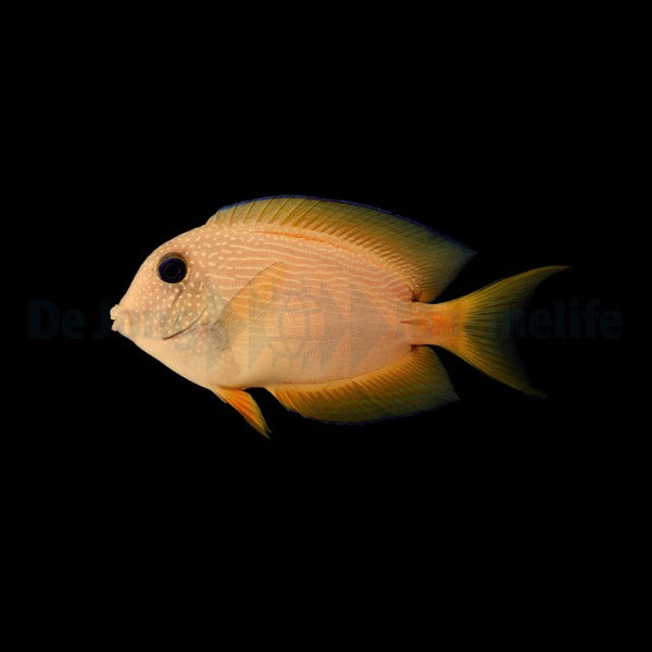 Ctenochaetus binotatus