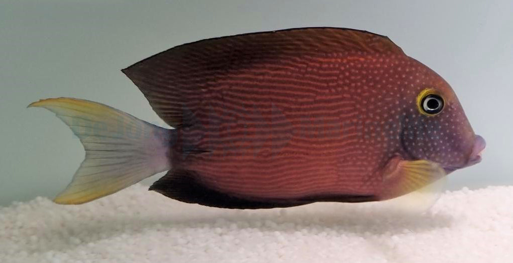 Ctenochaetus flavicauda