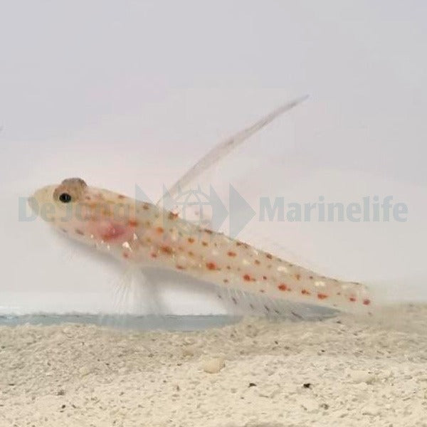 Ctenogobiops tangaroai