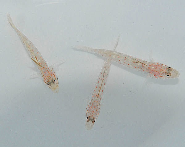 Ctenogobiops tangaroai
