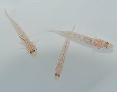 Ctenogobiops tangaroai