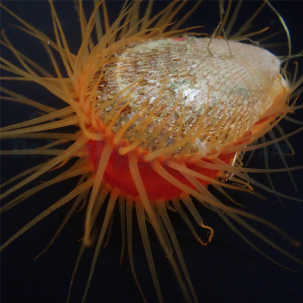 Ctenoides scaber