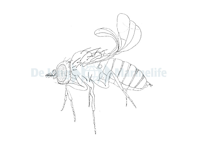 Curly Wing Fly Bulk - Ltr