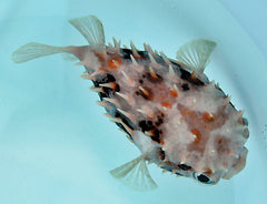 Cyclichthys orbicularis